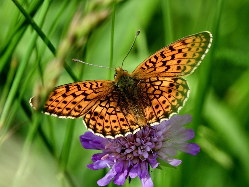 (adult ♂, Kalnik, Jun 2024.)