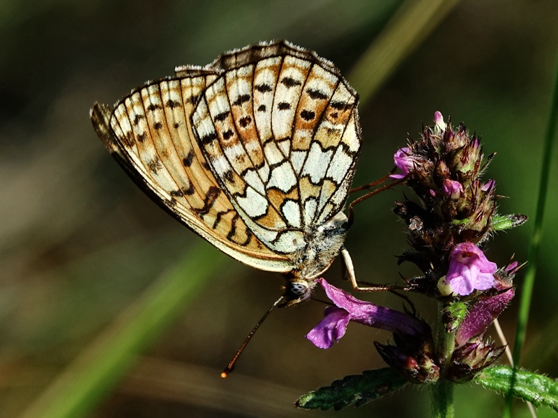 (adult ♀, Učka, Jul 2024.)