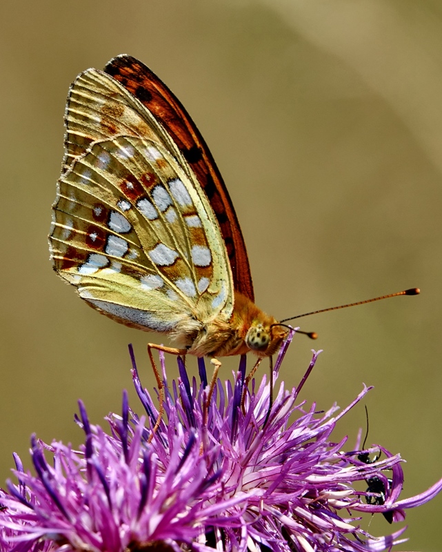 (adult ♂, Plitvice lakes, Jul 2024.)