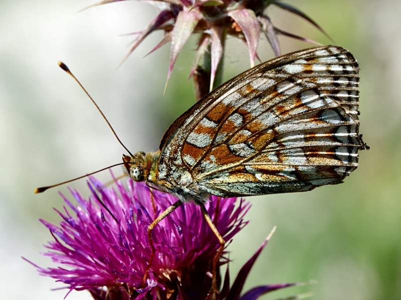 (adult ♀, Grobničke alpe, Jul 2024.)