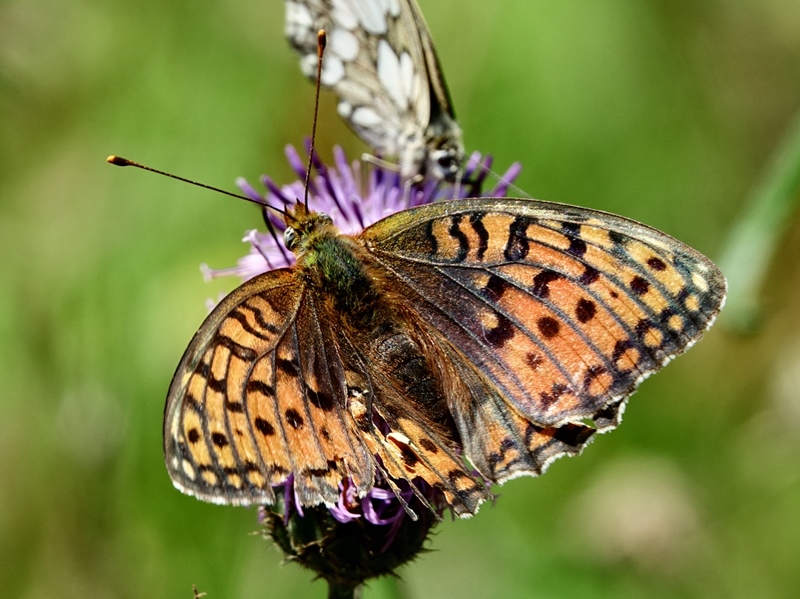 (adult ♀, Plitvice lakes, Jul 2024.)