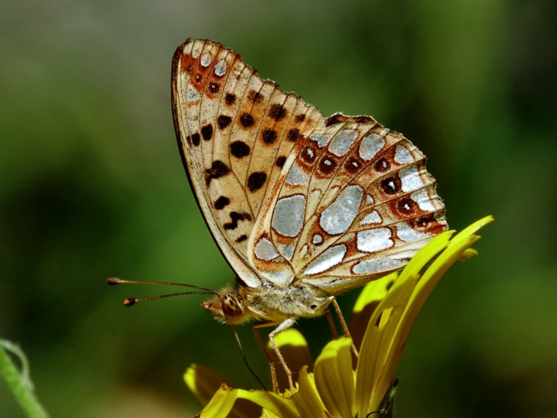 (adult, Southern Velebit, Jul 2024.)