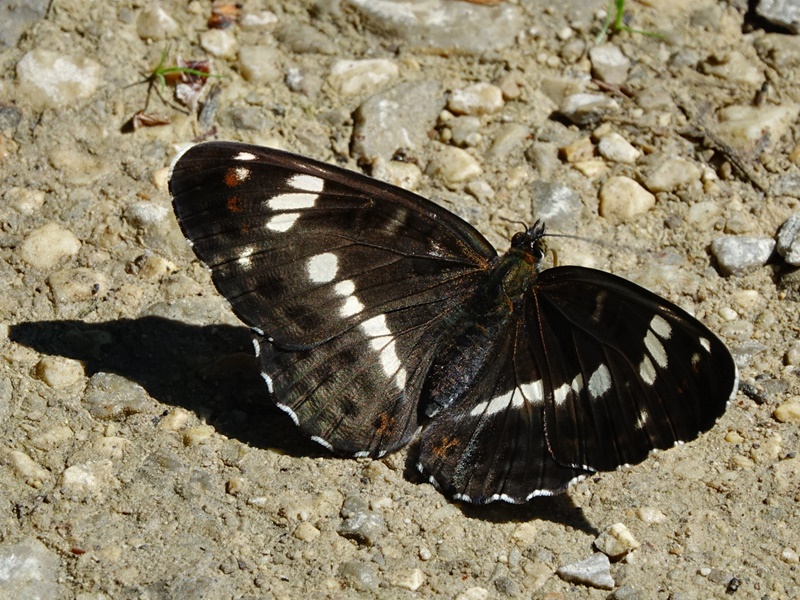 (adult ♀, Žumberak, Jun 2021.)