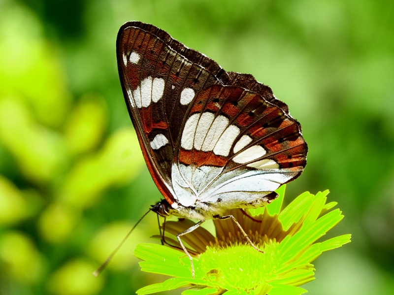 (adult, Northern Velebit, Jun 2024.)