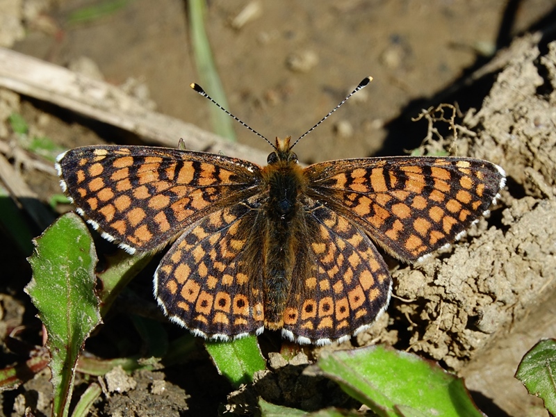 (adult ♂, Kalnik, Apr 2024.)