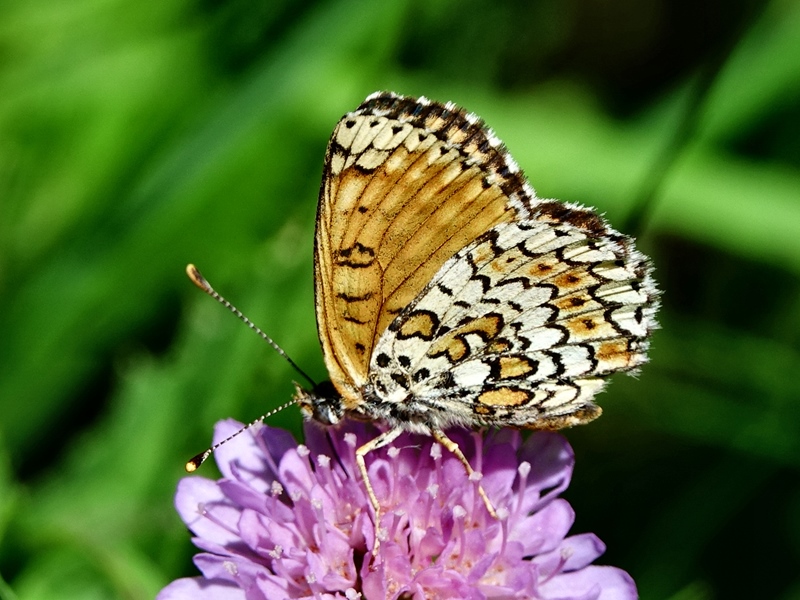 (adult ♀, Northern Velebit, Jun 2024.)