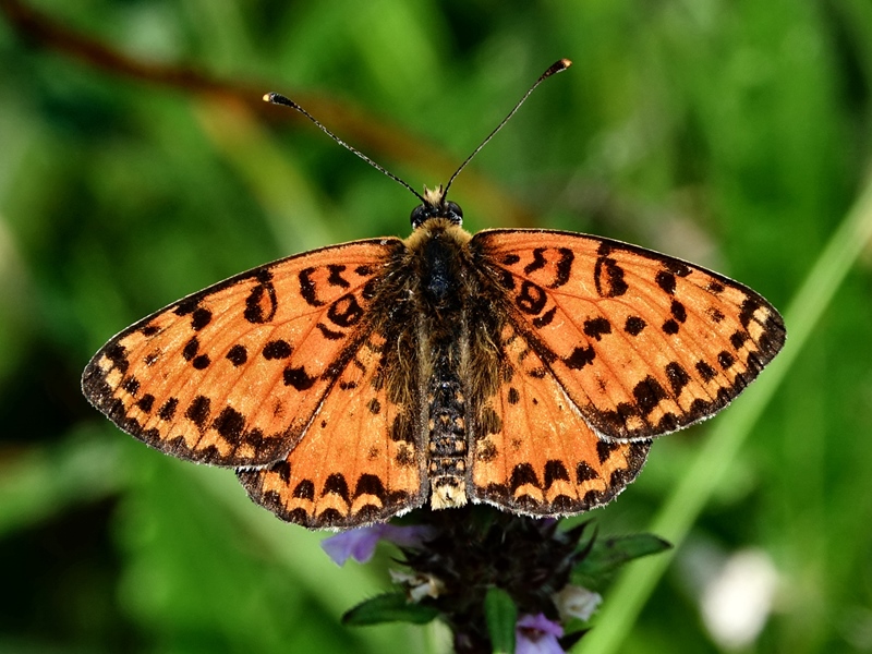 (adult ♂, Učka, Jul 2024.)