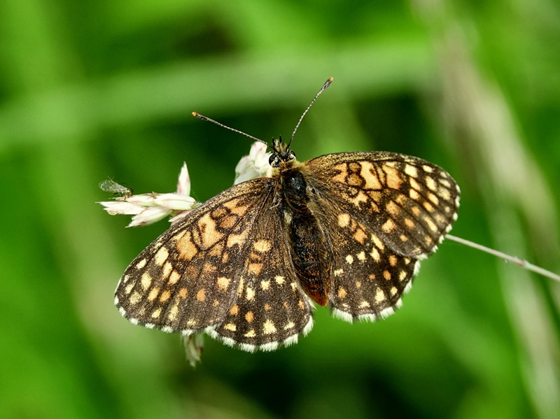 (adult ♀, Kalnik, Jun 2024.)