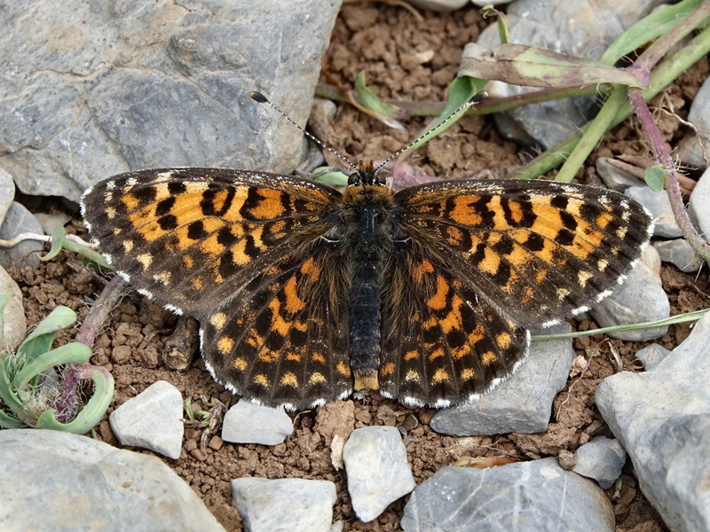 (adult ♂, Northern Velebit, Jun 2017.)