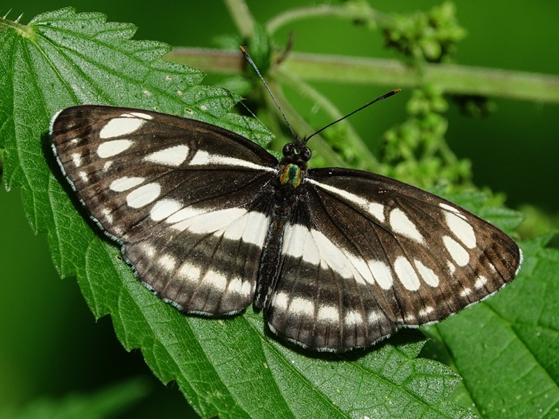 (adult ♂, Kalnik, Aug 2024.)