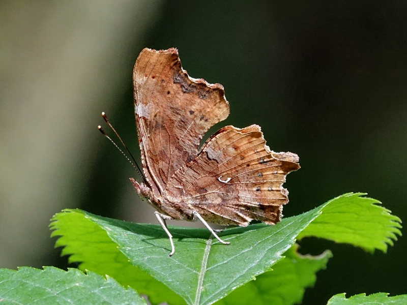 (adult, Petrova gora, Jul 2024.)