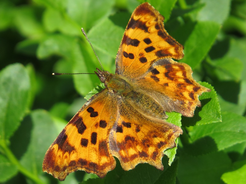 (adult, Pohorje, Jun 2013.)