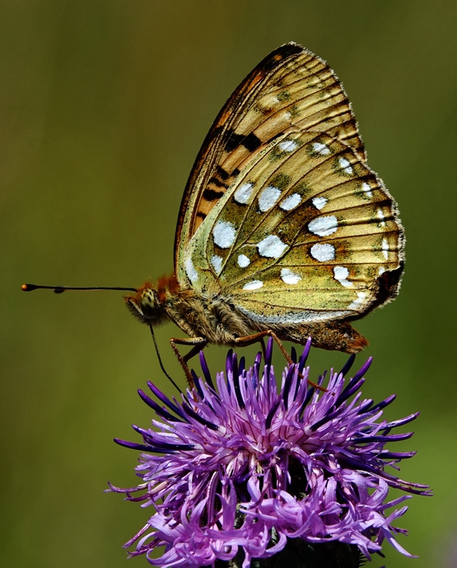 (adult ♂, Plitvice lakes, Jul 2024.)