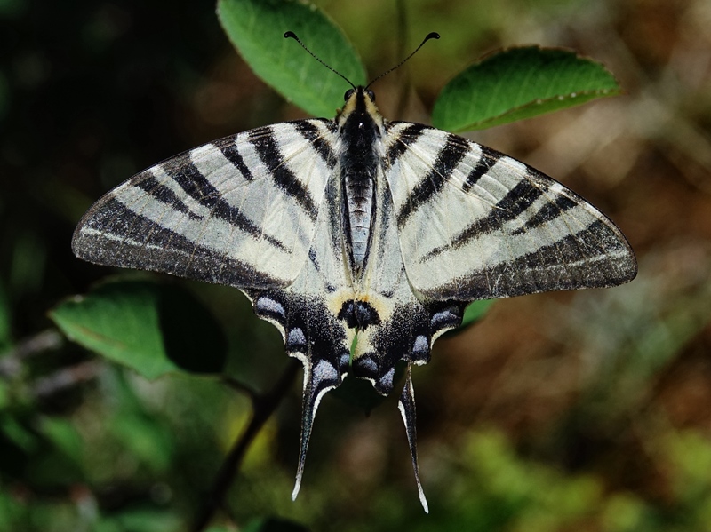 (adult, Southern Velebit, Jul 2024.)