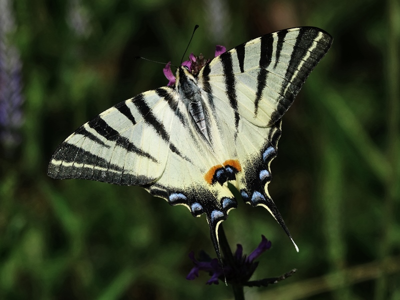 (adult, Učka, Jul 2024.)