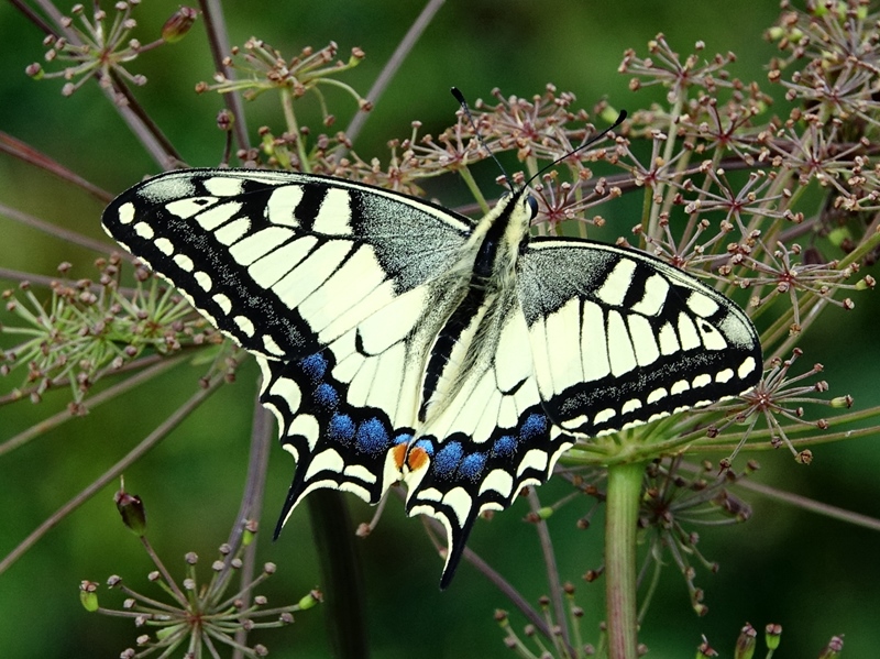 (adult, Samobor hills, Jun 2024.)