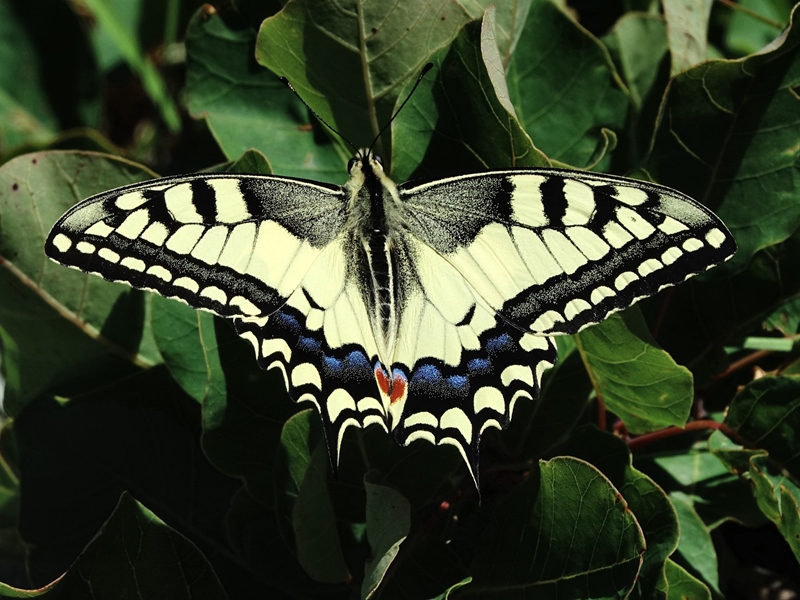 (adult, Southern Velebit, Jul 2024.)