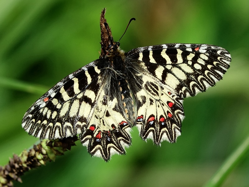 (adult, Varaždin, Apr 2024.)