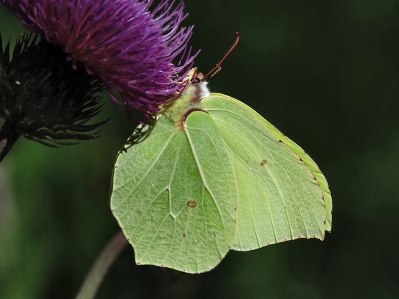 (adult ♂, Northern Velebit, Jun 2024.)