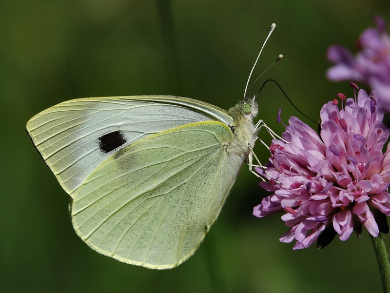 (adult ♀, Northern Velebit, Jun 2024.)