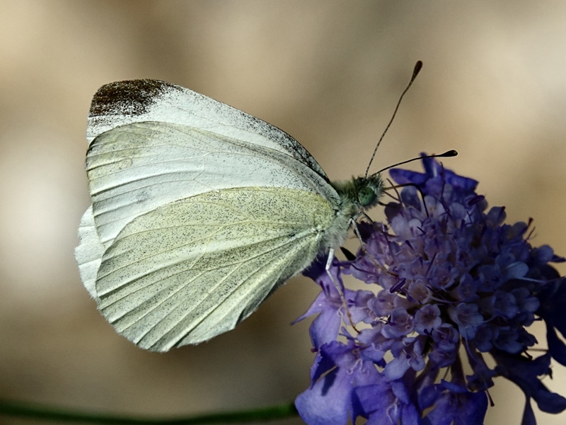 (adult ♂, Učka, Jul 2024.)