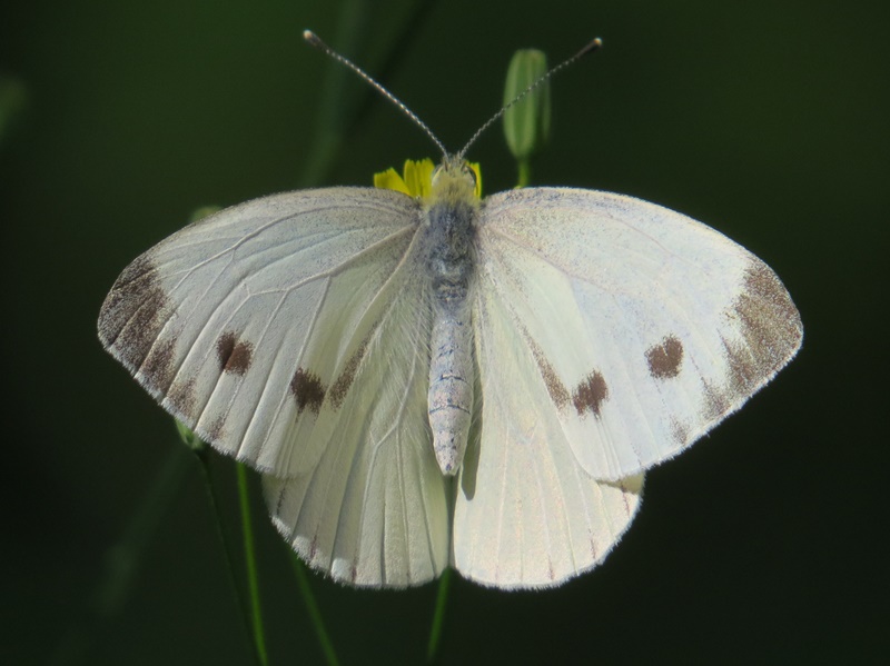 (adult ♀, Ivanščica, Jul 2015.)