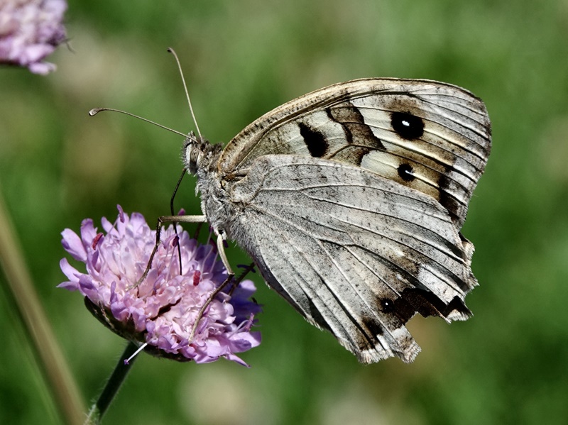 (adult ♀, Central Velebit, Jul 2019.)