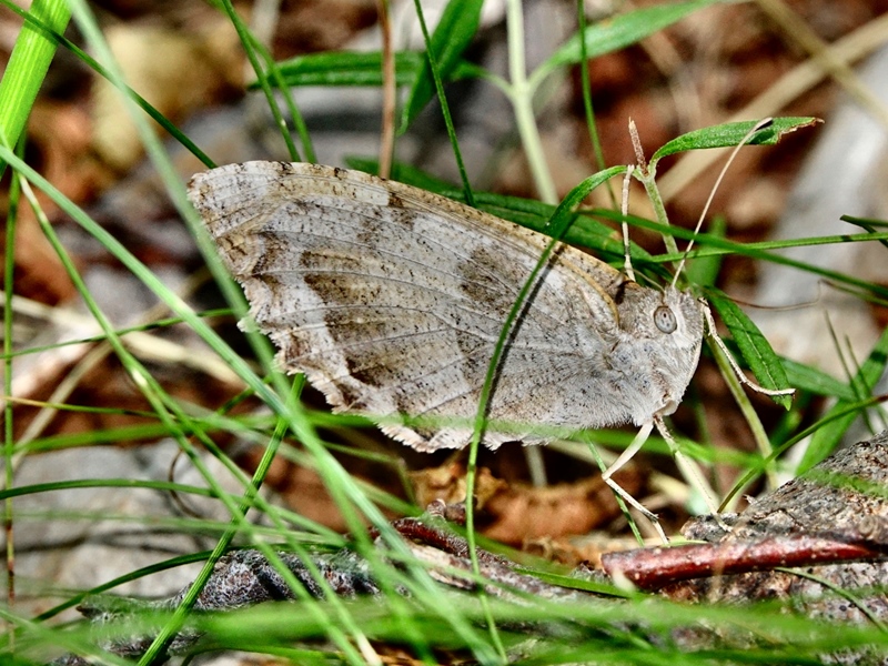 (adult ♀, Grobničke alpe, Jul 2024.)