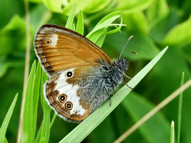 (adult, Samobor hills, Jun 2024.)