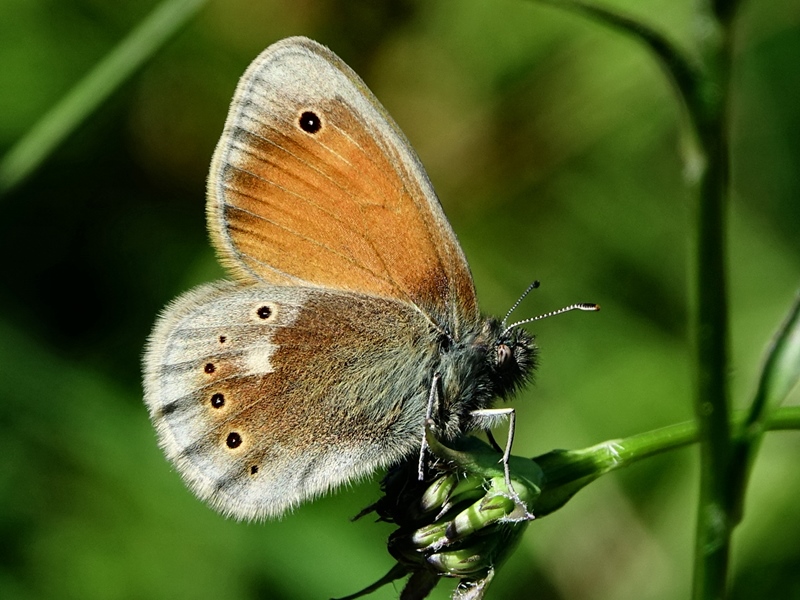 (adult, Northern Velebit, Jun 2024.)