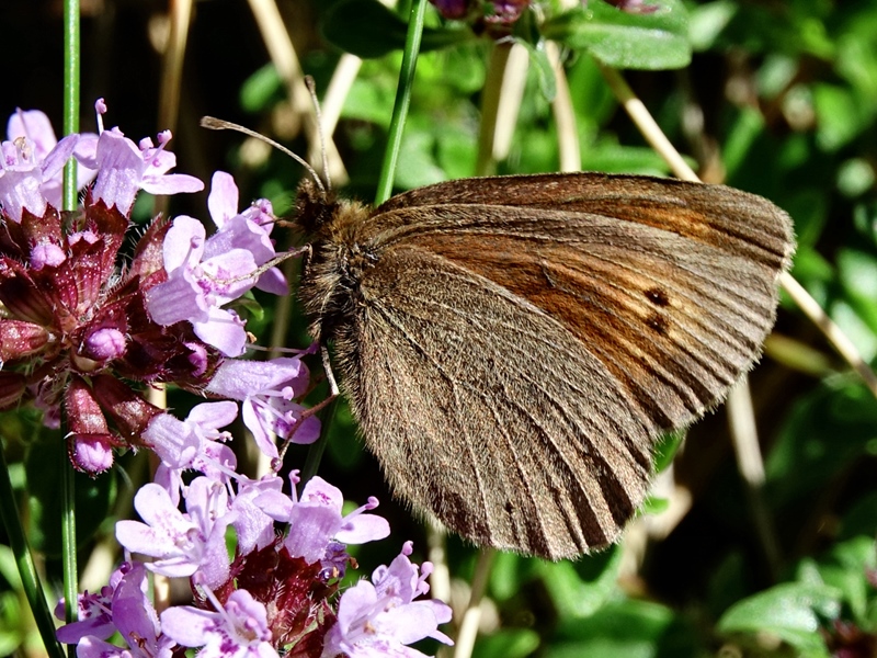 (adult ♀, Northern Velebit, Jun 2024.)