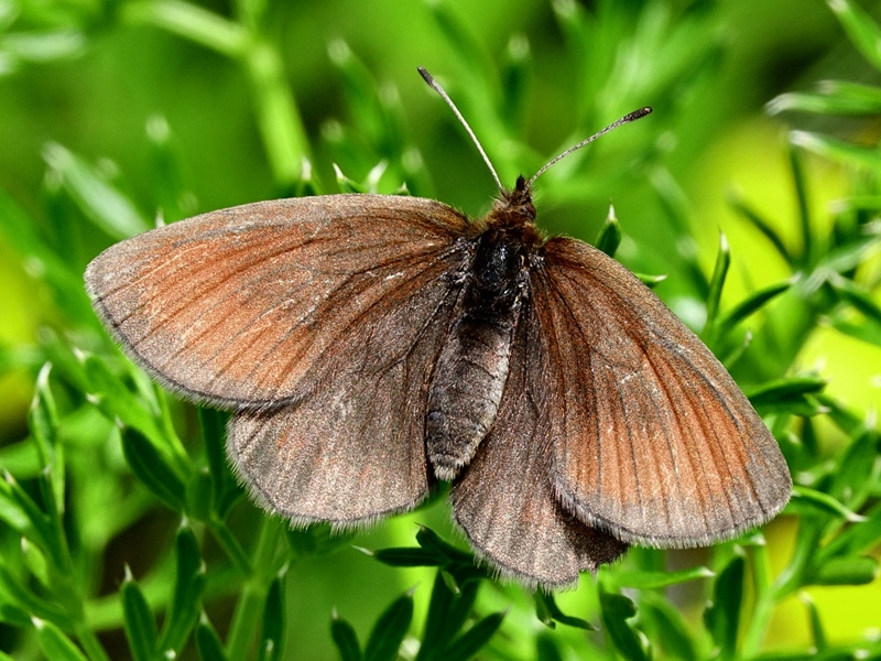 (adult ♀, Northern Velebit, Jun 2024.)