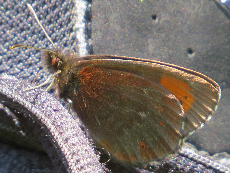 (adult ♂, Northern Velebit, Jul 2014.)