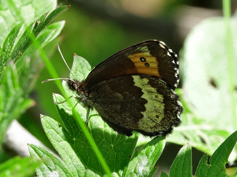(adult ♀, Northern Velebit, Jul 2020.)