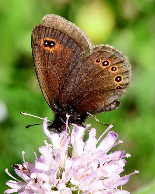 (odrasli ♂, Sjeverni Velebit, lip 2024.)