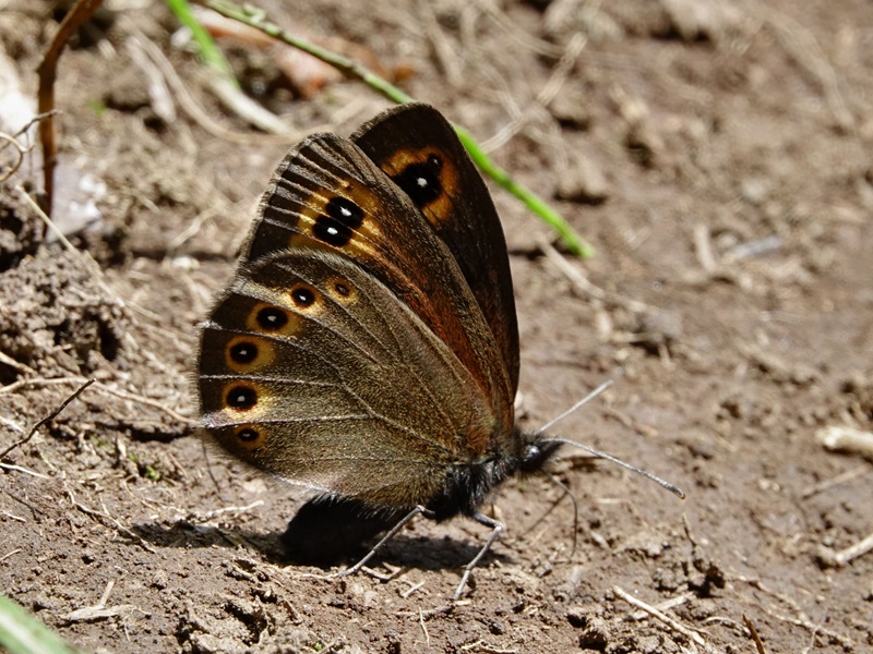 (adult ♀, Central Velebit, Jun 2019.)