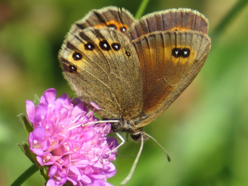 (adult ♀, Northern Velebit, Jul 2014.)