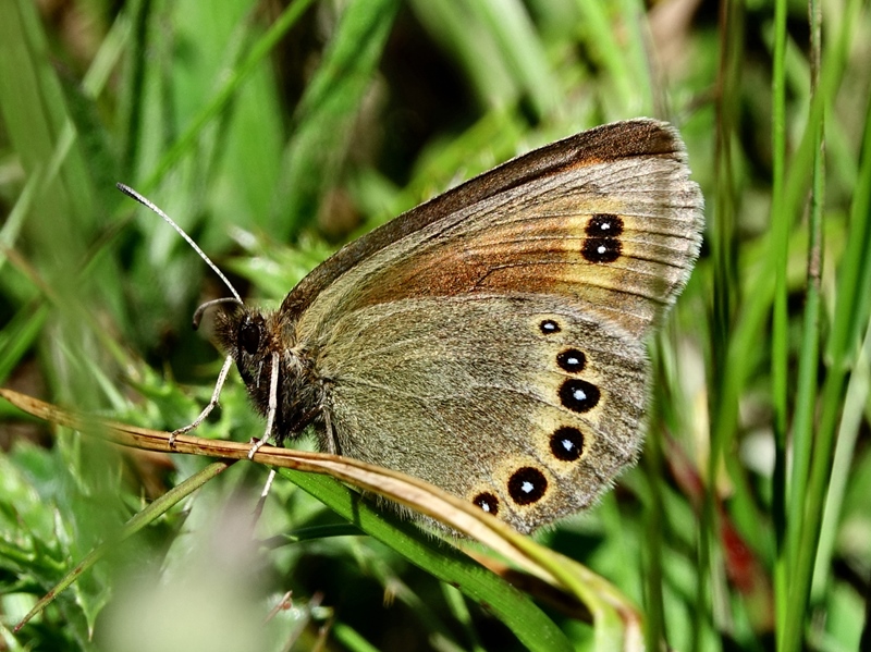 (adult ♀, Northern Velebit, Jun 2024.)