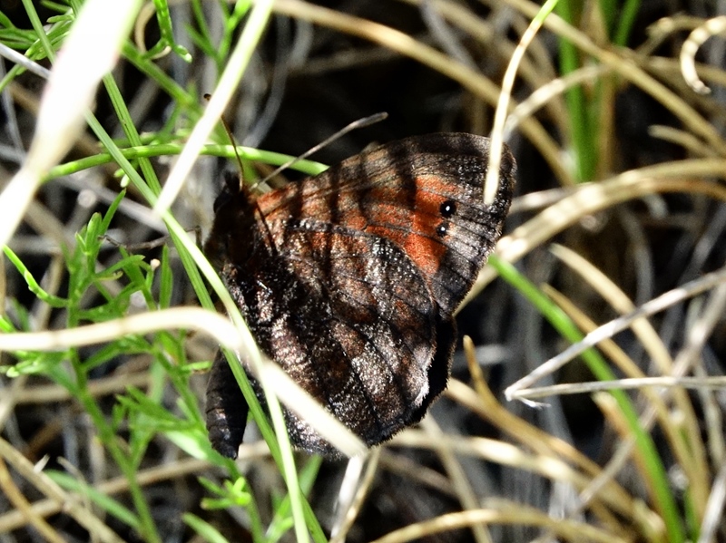 (adult ♂, Grobničke alpe, Jul 2024.)