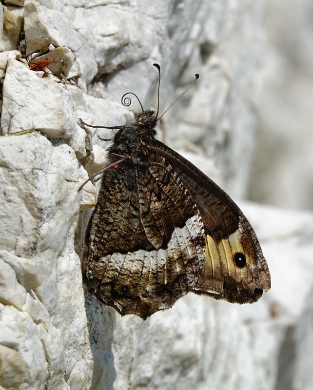 (adult, Samobor hills, Jun 2024.)