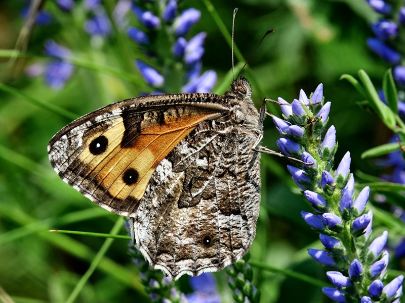 (adult, Učka, Jul 2024.)