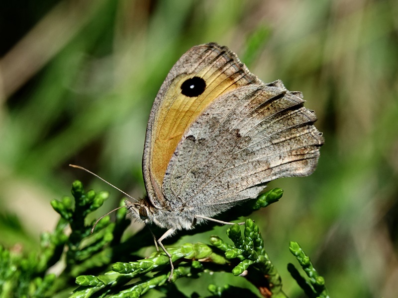 (adult ♀, Central Velebit, Aug 2021.)