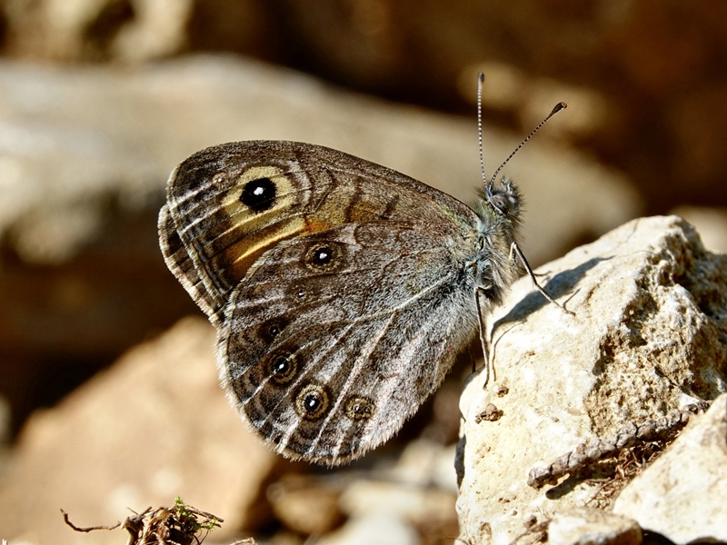 (adult ♂, Southern Velebit, Jun 2023.)