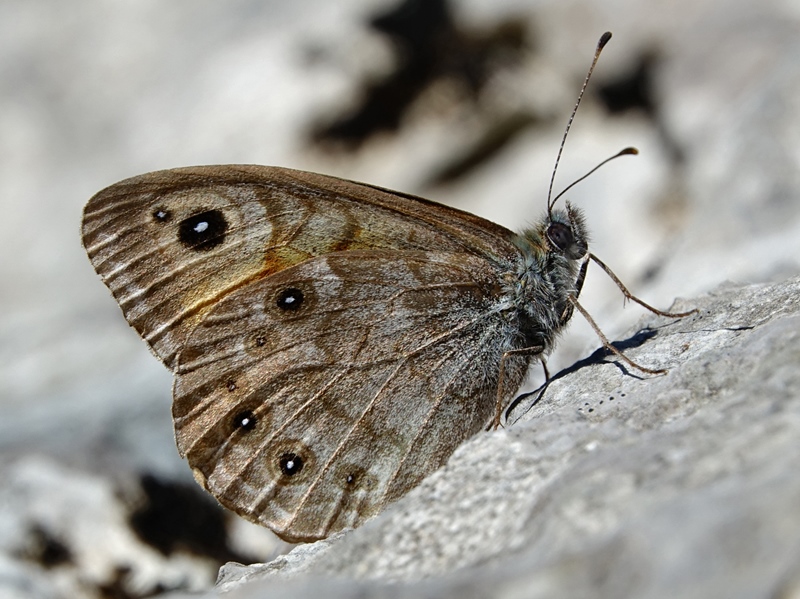 (odrasli ♂, Južni Velebit, srp 2024.)