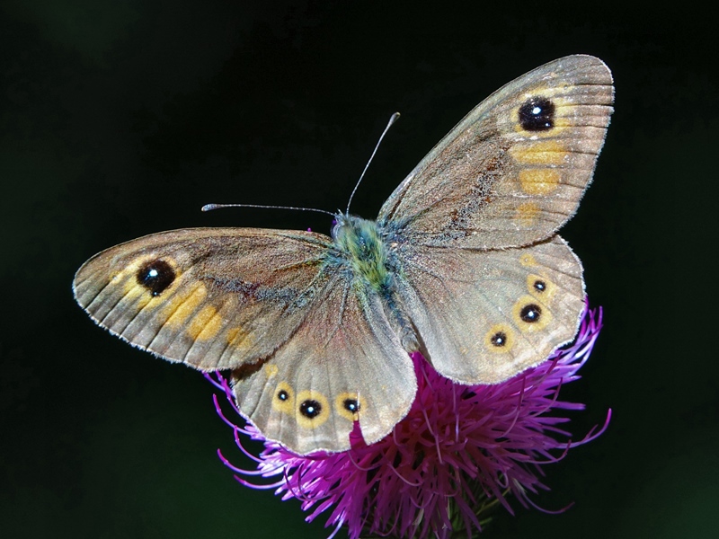 (adult ♂, Southern Velebit, Jul 2024.)