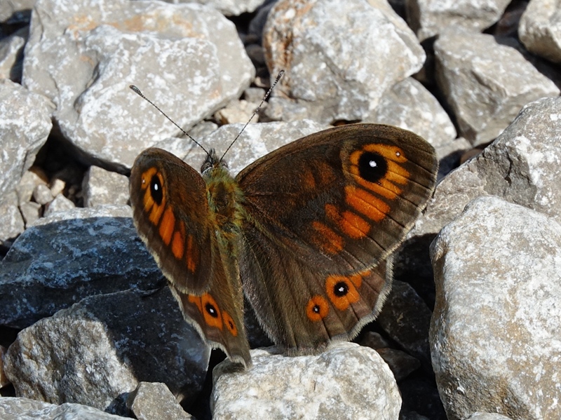 (adult ♂, Grobničke alpe, Jul 2024.)