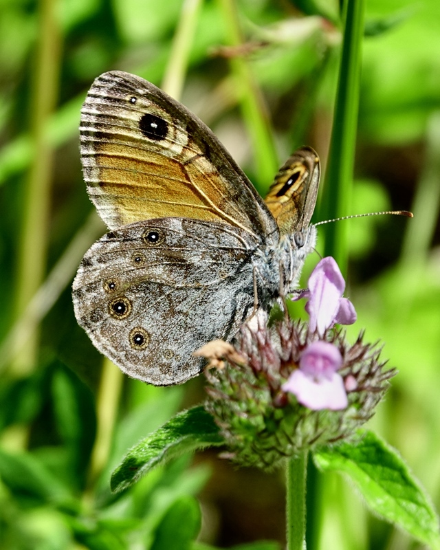 (adult ♀, Southern Velebit, Jul 2024.)