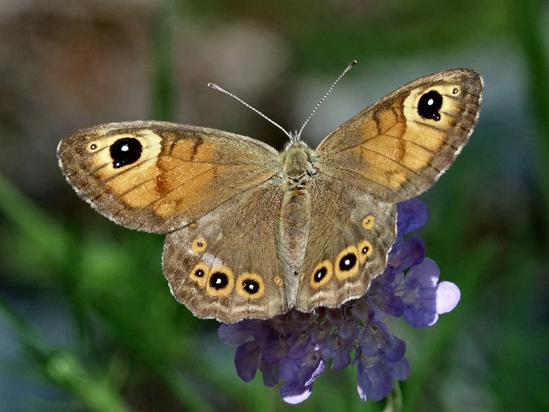 (adult ♀, Central Velebit, Jun 2020.)