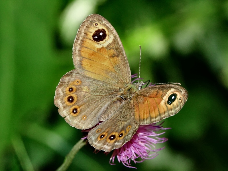 (adult ♀, Southern Velebit, Jul 2024.)