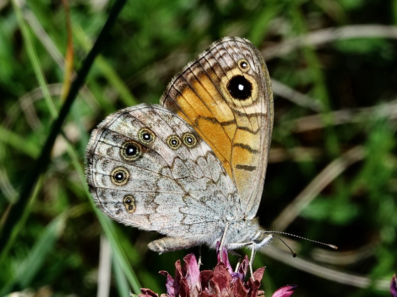 (adult ♀, Central Velebit, Jun 2022.)
